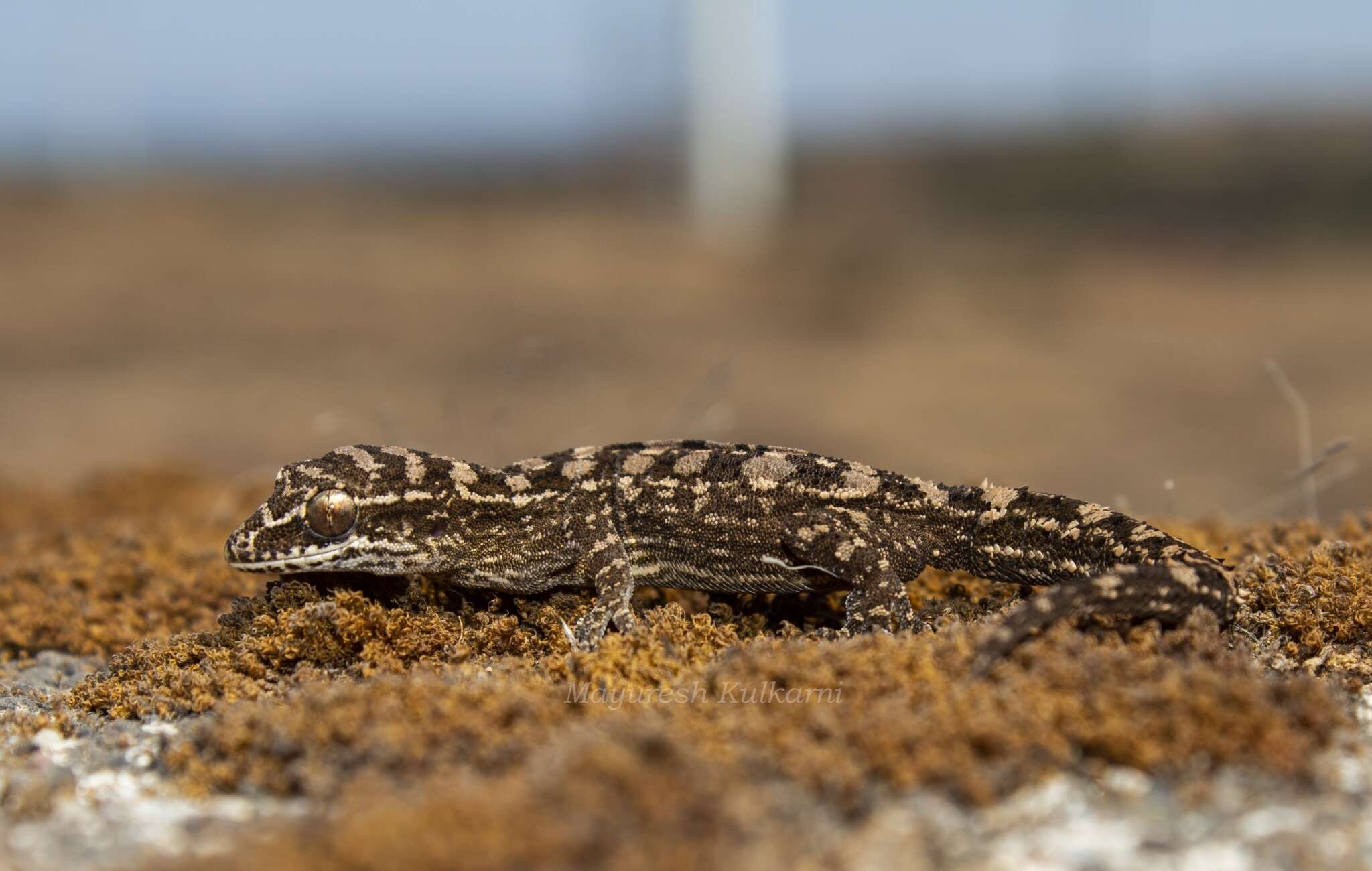 Image of Hemidactylus sataraensis Giri & Bauer 2008