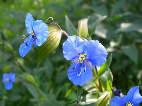 Image of commelina