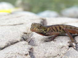 Image of Blotchbelly Anole