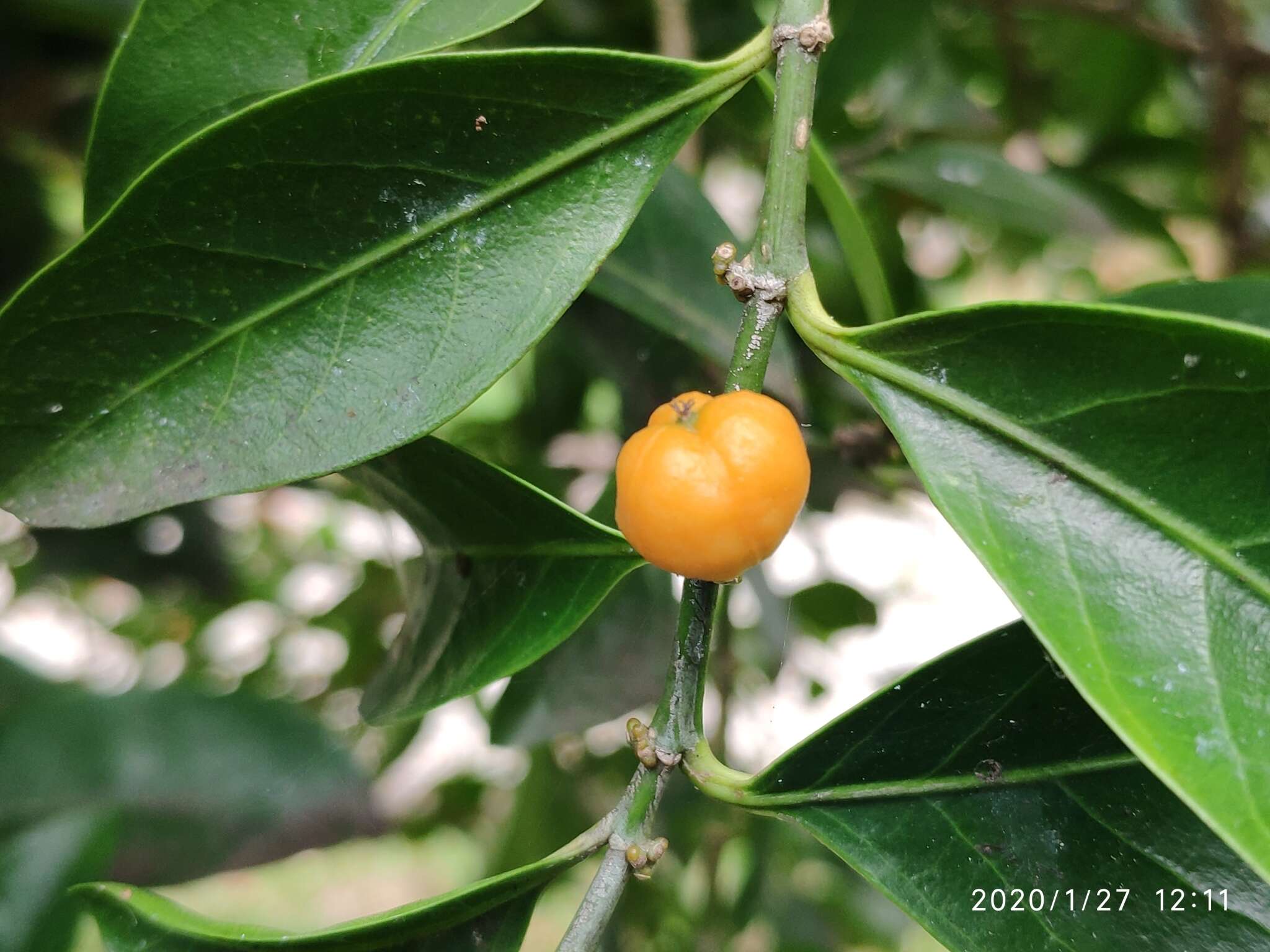 Imagem de Suregada multiflora (A. Juss.) Baill.