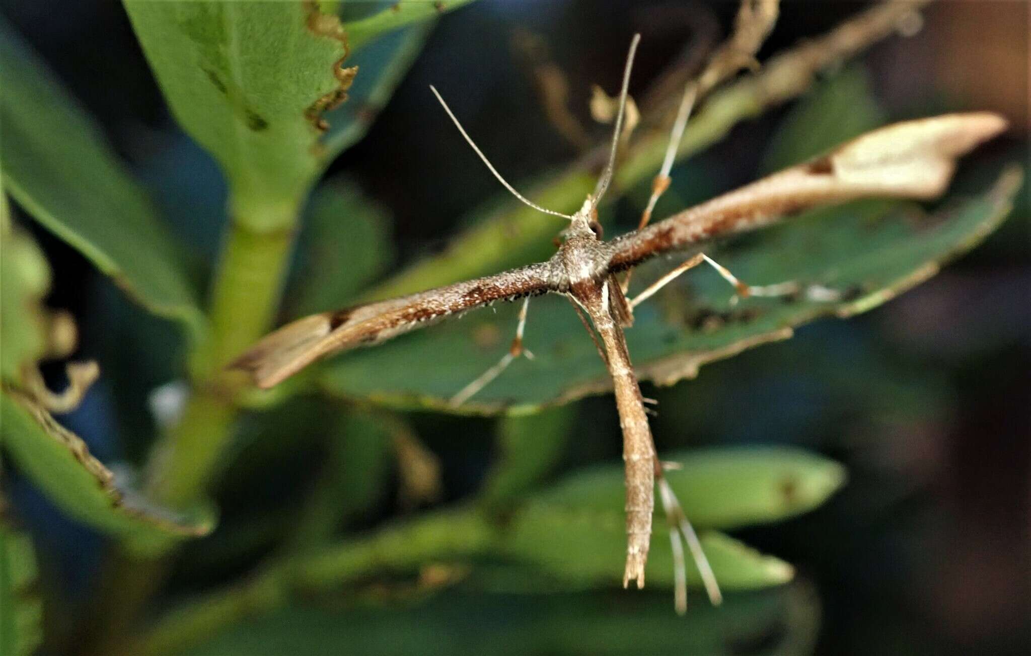 Amblyptilia heliastis (Meyrick 1884) resmi