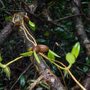 Image de Bulbophyllum blepharistes Rchb. fil.