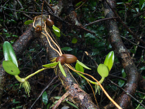 Image of Bulbophyllum blepharistes Rchb. fil.