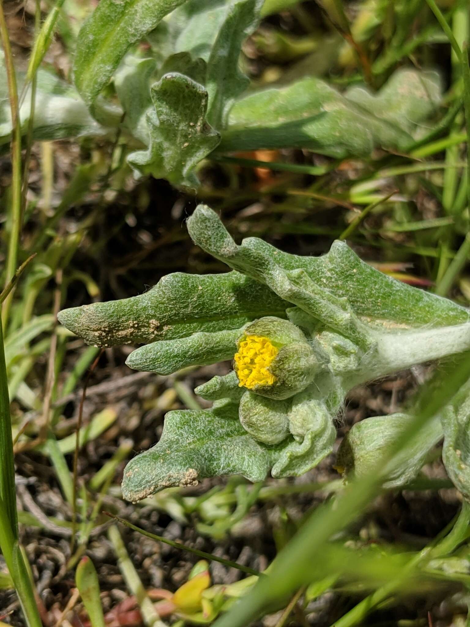 Image of San Joaquin woollythread