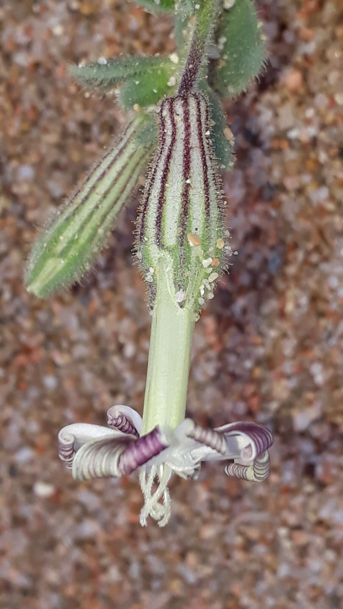 Imagem de Silene succulenta subsp. corsica (DC.) Nym.