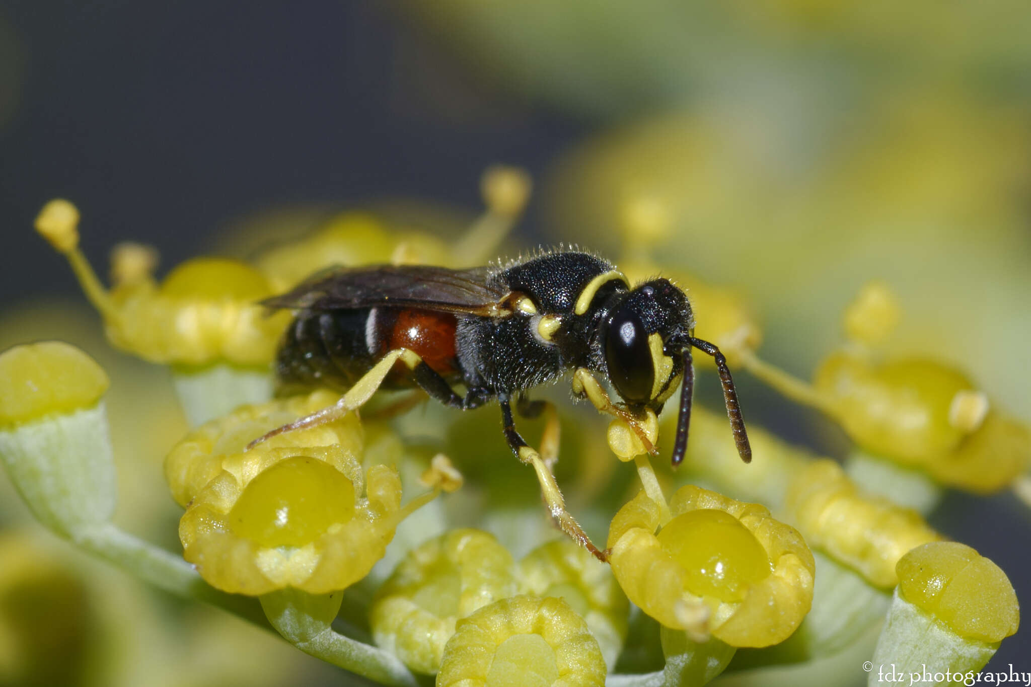 Image of Hylaeus sulphuripes (Gribodo 1894)