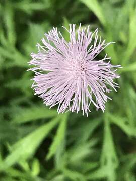 Hofmeisteria schaffneri (A. Gray) R. King & H. Rob. resmi