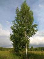 Image of Common Birch