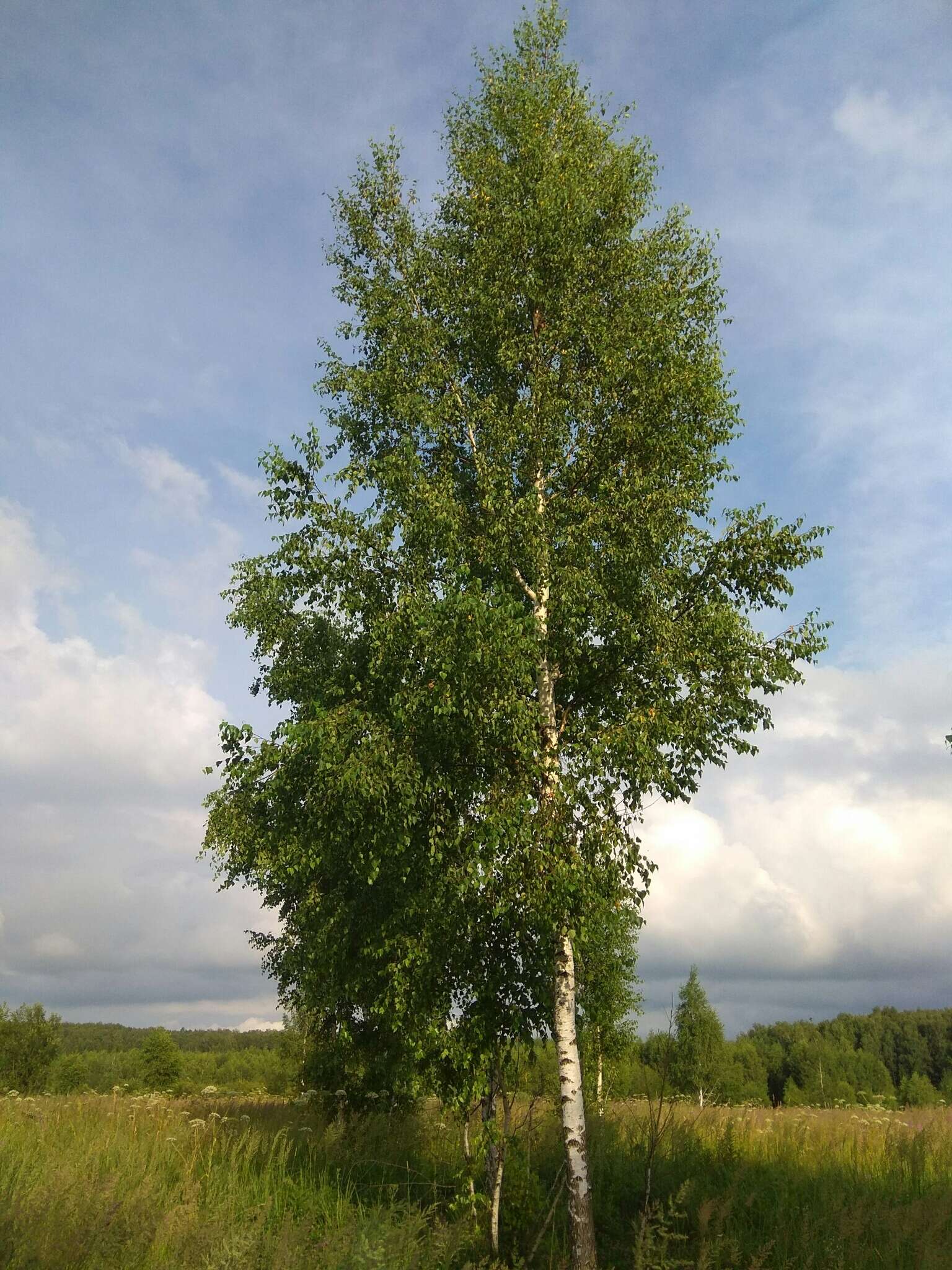 Image of Common Birch