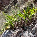 Image of Sudamerlycaste locusta (Rchb. fil.) Archila