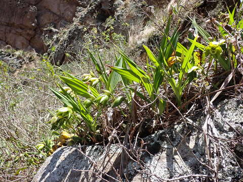 Image of Sudamerlycaste locusta (Rchb. fil.) Archila