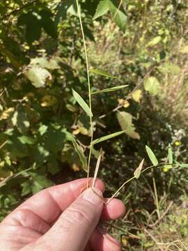 Image of Short-Leaf Skeleton Grass