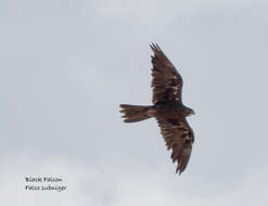 Image of Black Falcon