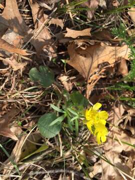 Image of Labrador buttercup