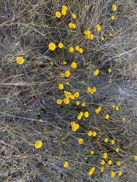 Image of southeastern sneezeweed