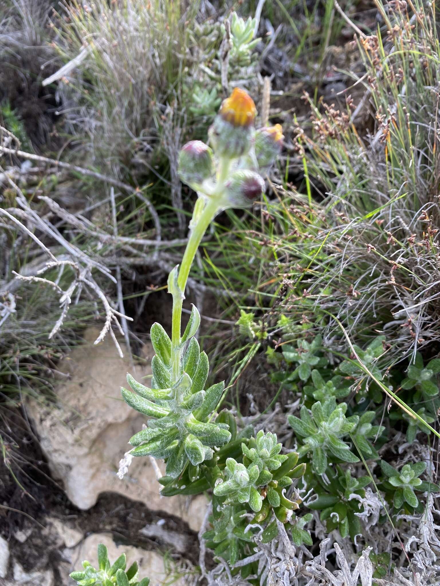 Plancia ëd Senecio arniciflorus DC.