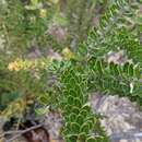 Image of Grevillea buxifolia subsp. buxifolia