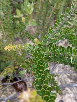 Image of Grevillea buxifolia subsp. buxifolia