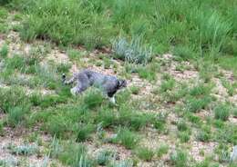 Image of Pallas’s cat