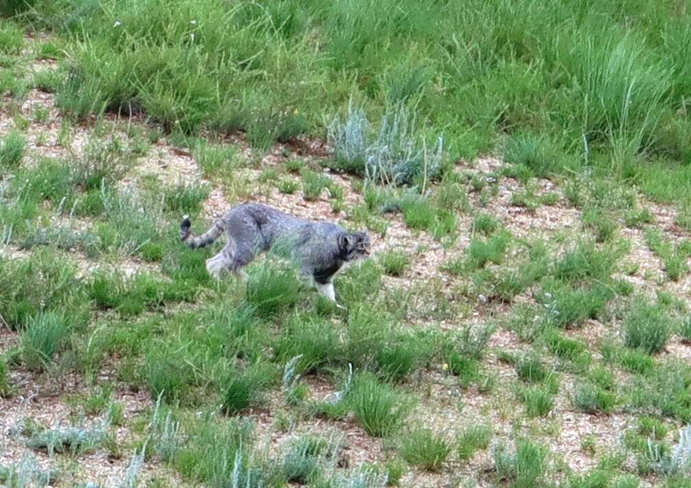 Image of Pallas’s cat