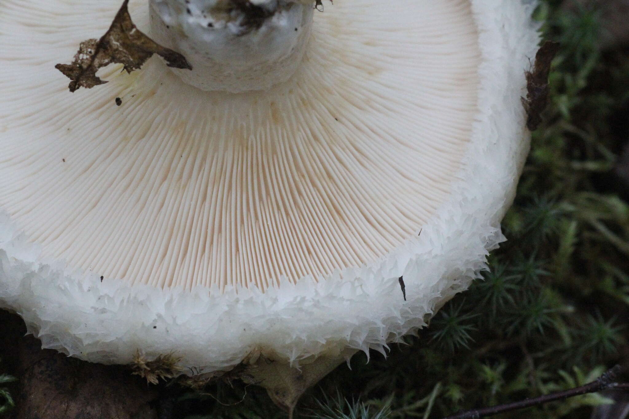 Image of Lactarius aquizonatus Kytöv. 1984