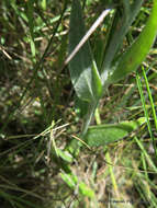 Image of Helichrysum mixtum var. mixtum