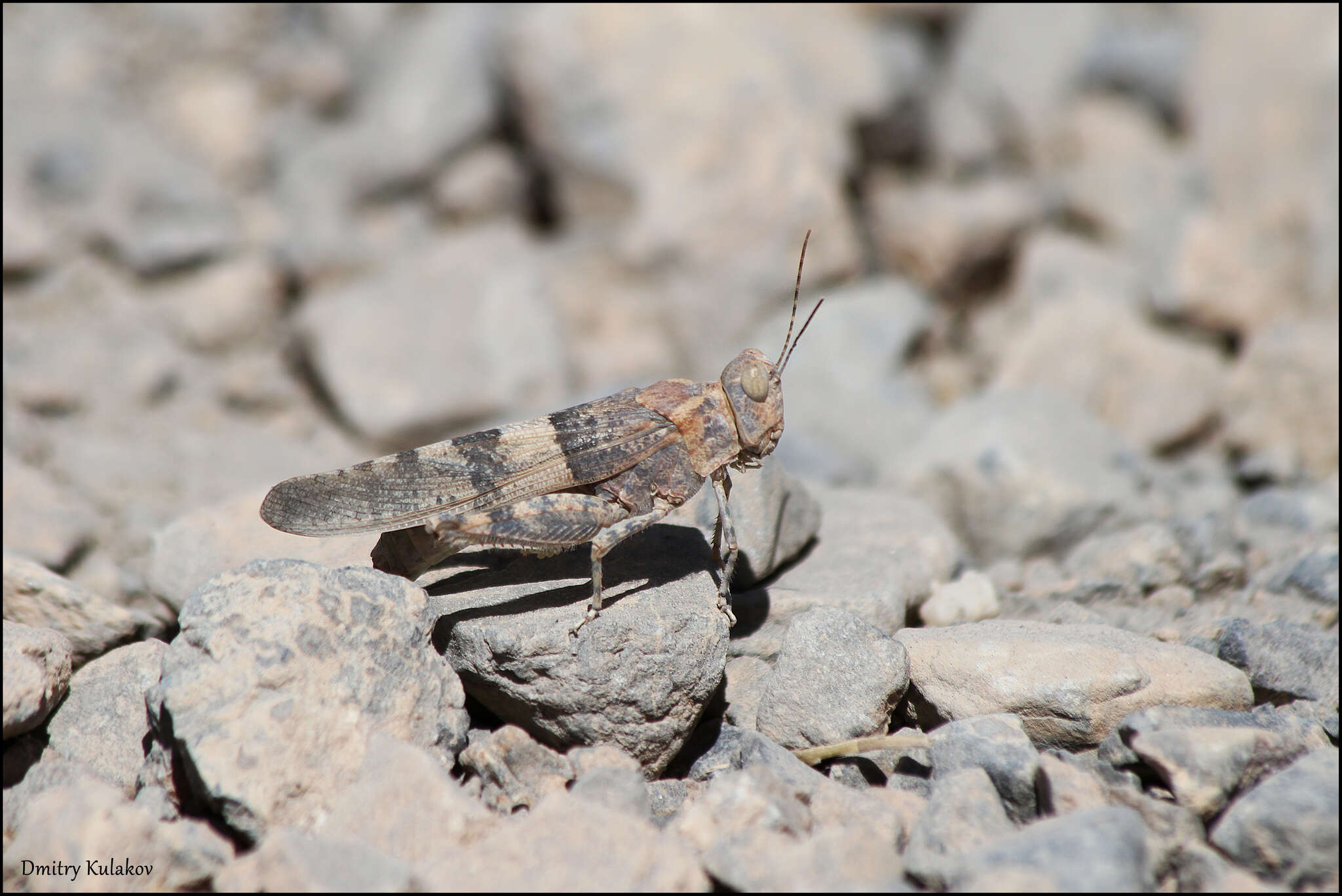 Sivun Sphingonotus (Sphingonotus) rubescens (Walker & F. 1870) kuva