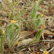 Image of Podotheca angustifolia (Labill.) Less.