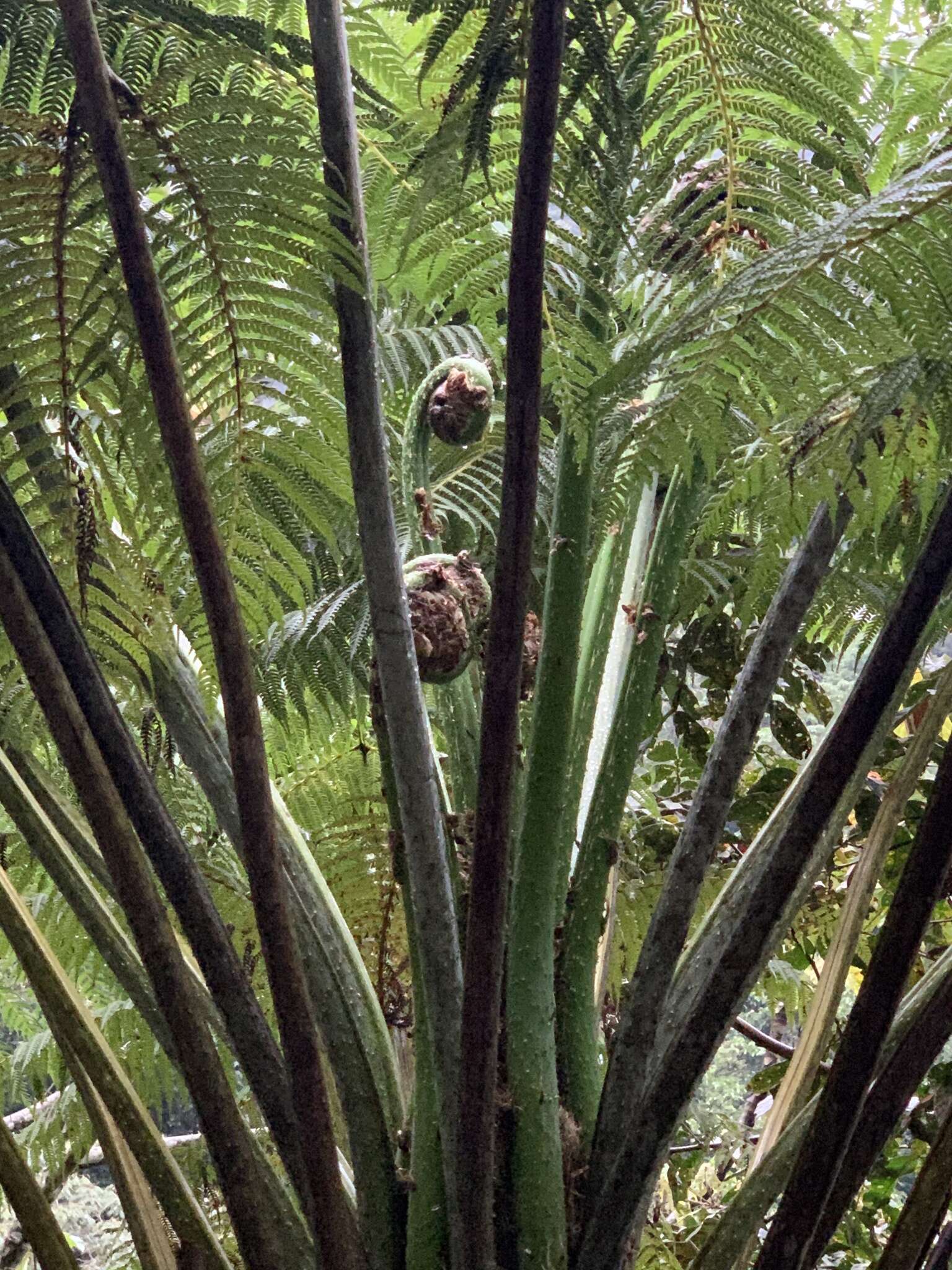 Cyathea conjugata (Spruce ex Hook.) Domin resmi