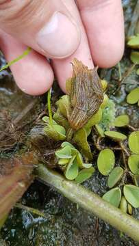 Image of eared watermoss