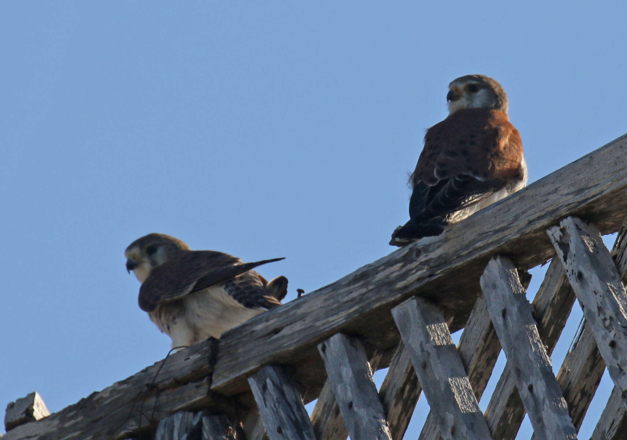 Image of Madagascar Kestrel