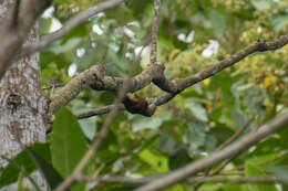 Image of Buff-throated Woodcreeper