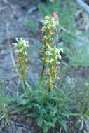 Image de Pedicularis parryi A. Gray