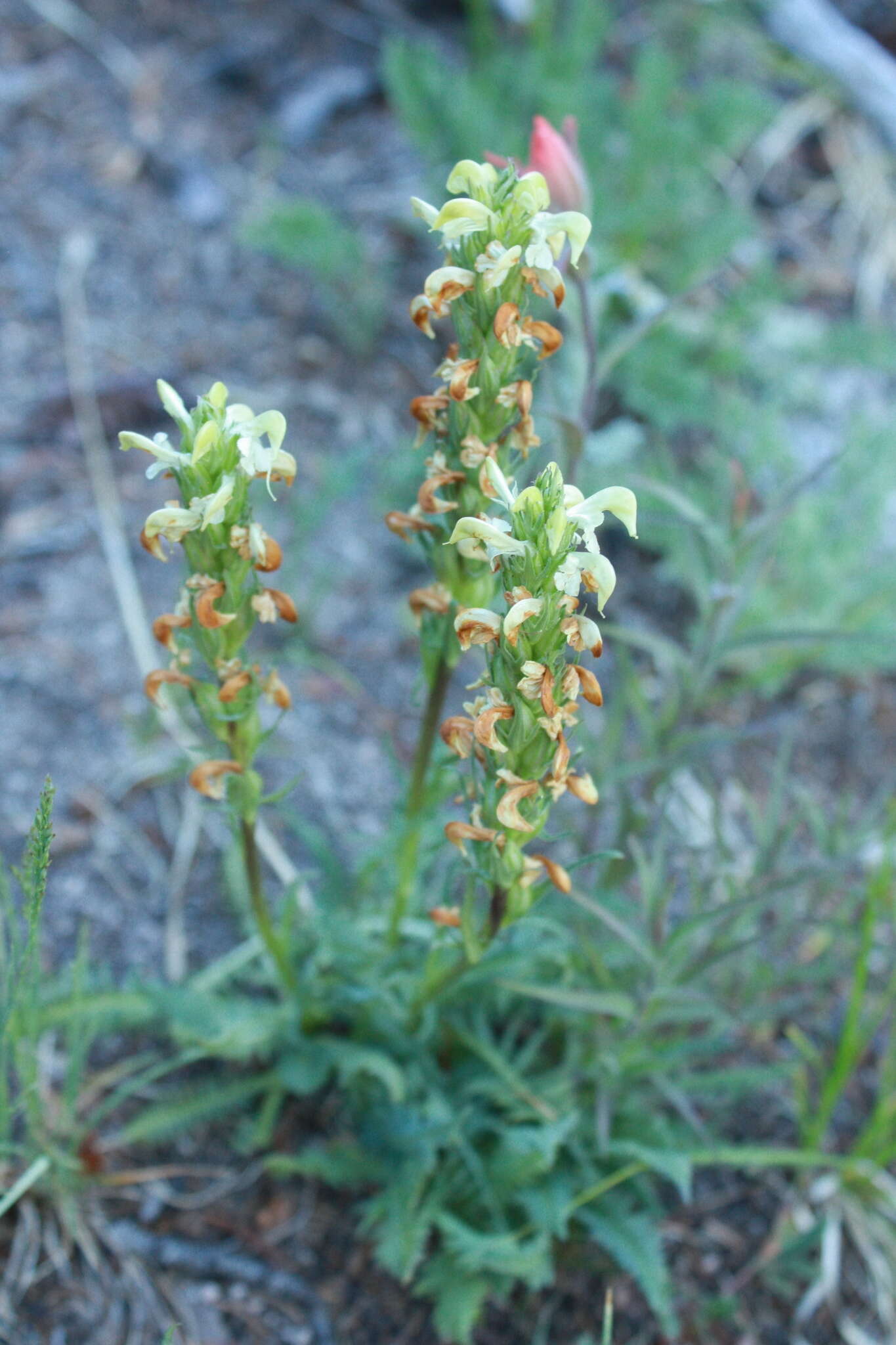 Image de Pedicularis parryi A. Gray