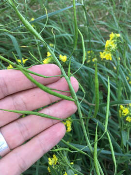 Plancia ëd Brassica rapa L.