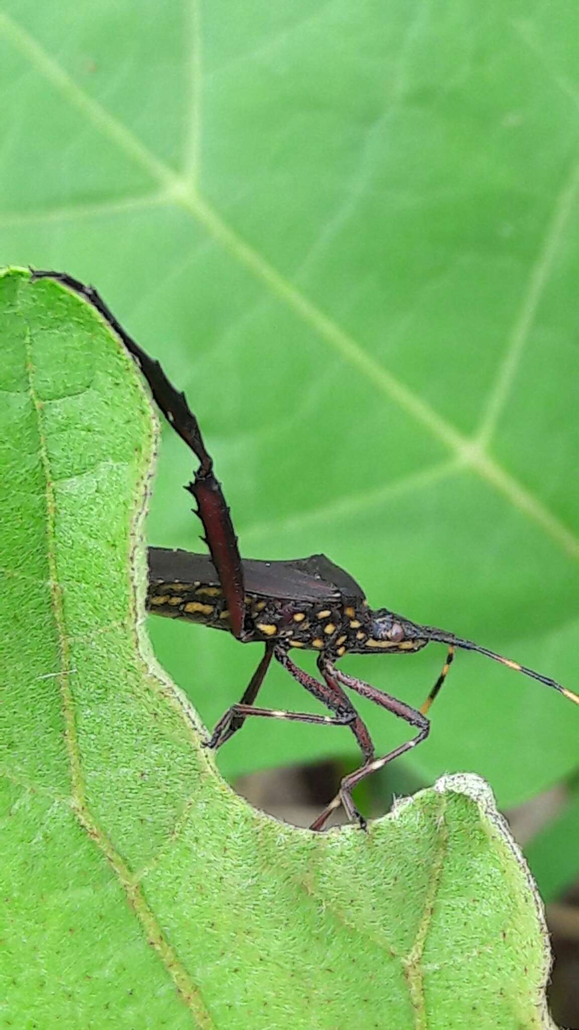 Image of Passionvine Bug