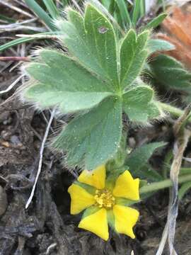 Слика од Potentilla wheeleri S. Wats.