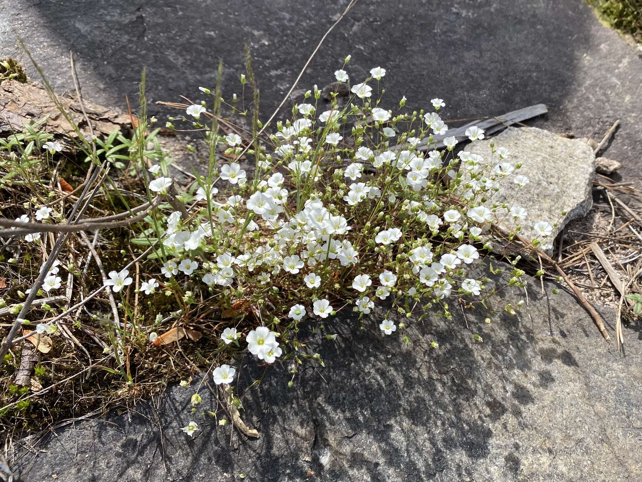 Image of One-Flower Stitchwort