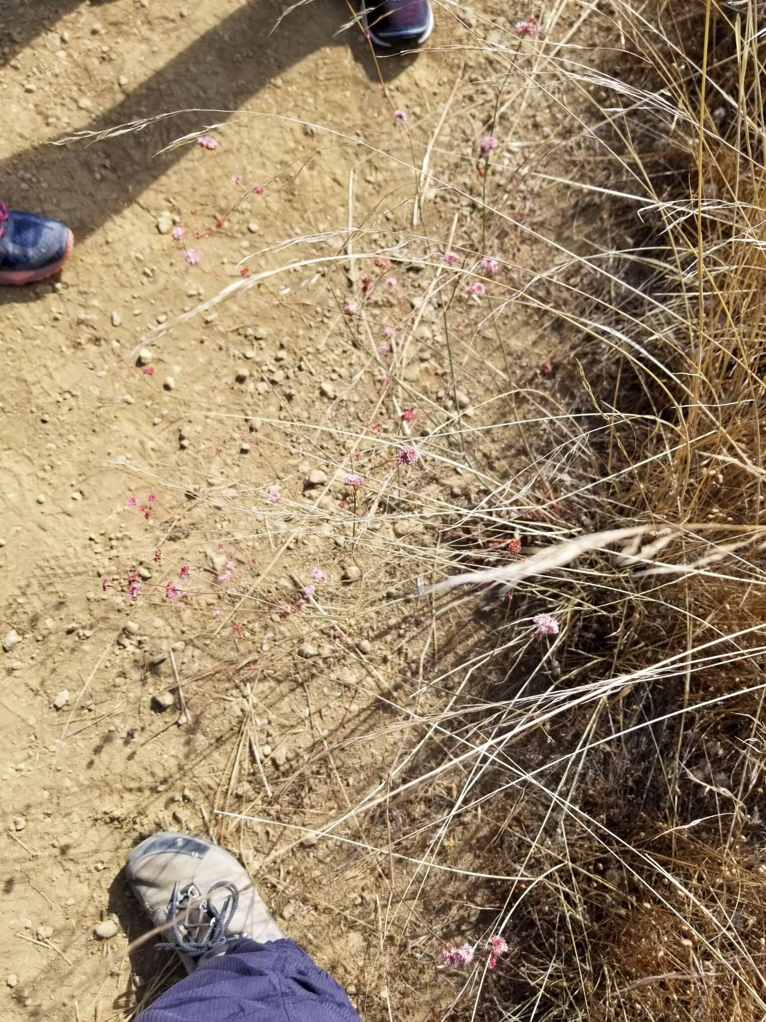 Image of goldencarpet buckwheat