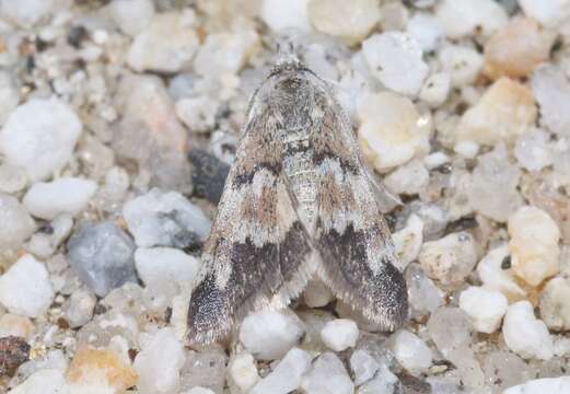 صورة Noctueliopsis brunnealis Munroe 1972