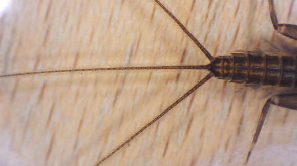 Image of Stenacron Mayfly