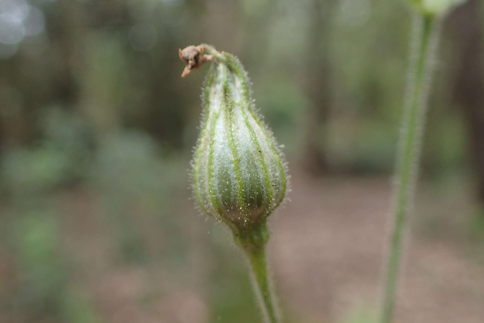 Image of Silene viridiflora L.