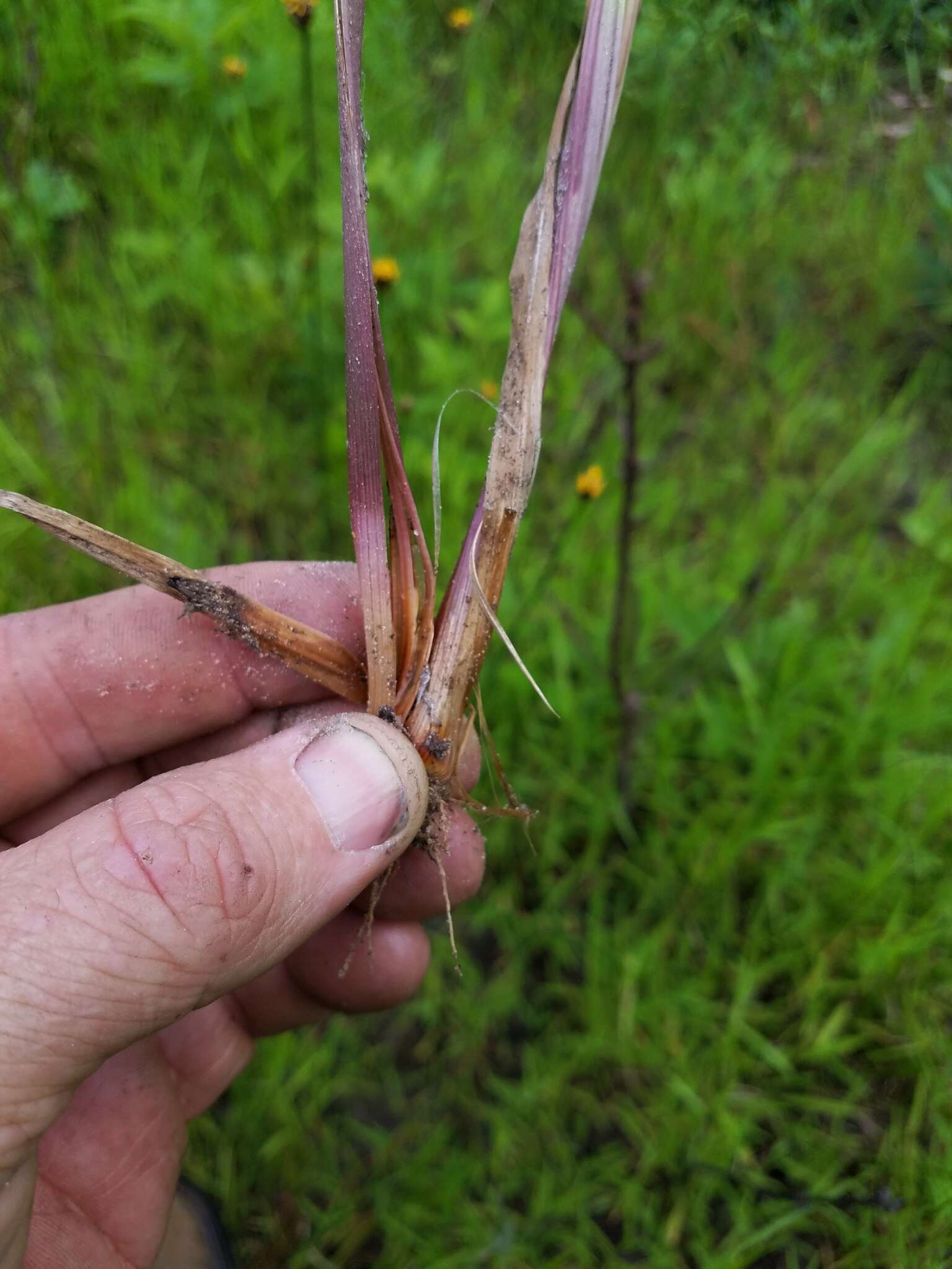 Image of Twisted yellow-eyed grass