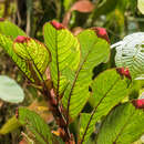 Image of Columnea rubriacuta (Wiehler) L. P. Kvist & L. E. Skog