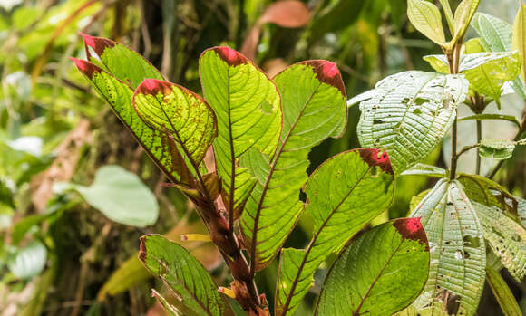 Image de Columnea rubriacuta (Wiehler) L. P. Kvist & L. E. Skog