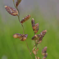 Plancia ëd Eragrostis capensis (Thunb.) Trin.