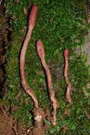 Image of Ophiocordyceps sobolifera (Hill ex Watson) G. H. Sung, J. M. Sung, Hywel-Jones & Spatafora 2007