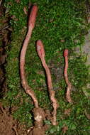 Ophiocordyceps sobolifera (Hill ex Watson) G. H. Sung, J. M. Sung, Hywel-Jones & Spatafora 2007 resmi