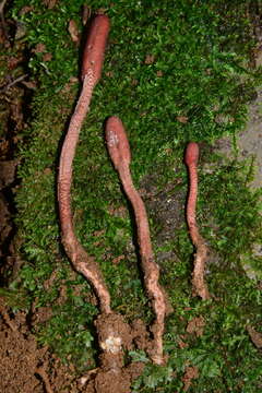 Ophiocordyceps sobolifera (Hill ex Watson) G. H. Sung, J. M. Sung, Hywel-Jones & Spatafora 2007 resmi