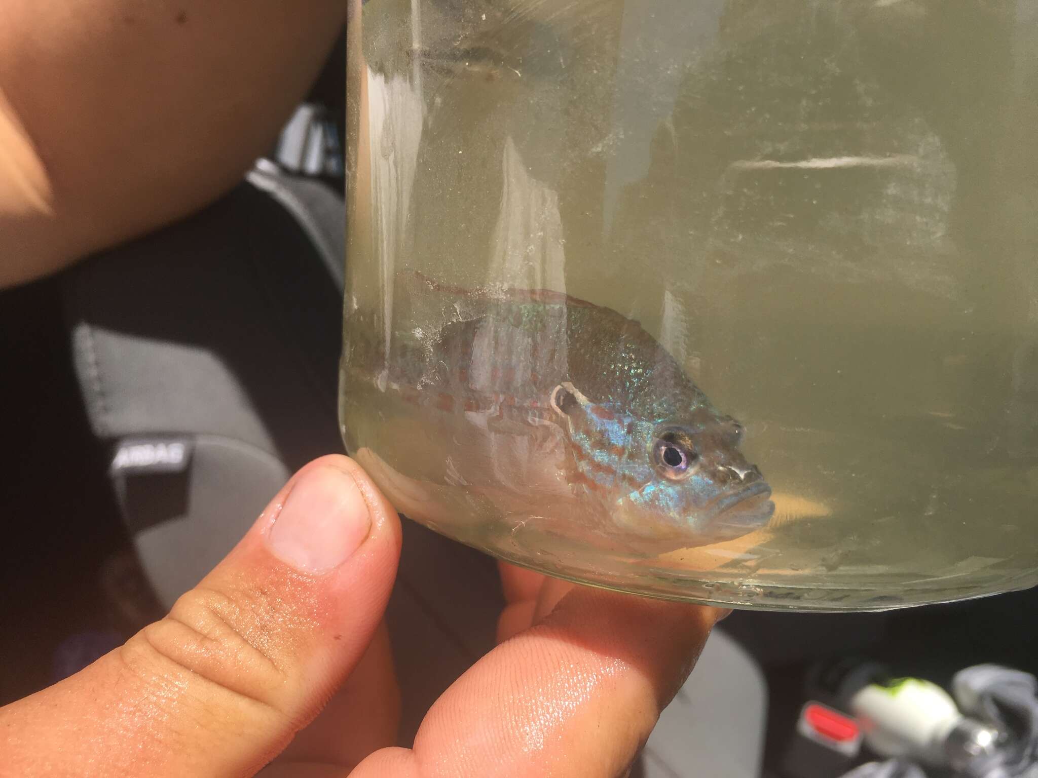 Image of Orangespotted Sunfish